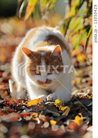 爪研ぎ 爪研ぎ 13050429