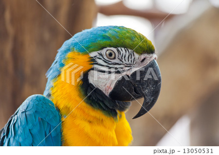 Blue and Gold macaw, Scientific name "Ara ararauna" parrot bird 13050531
