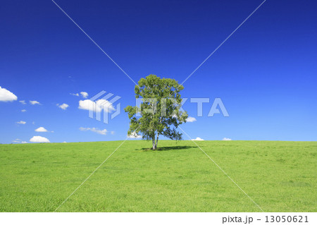 北海道　美瑛町　草原と一本の木 13050621