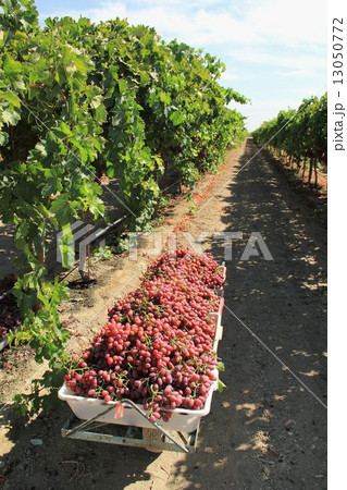 アメリカのブドウ畑 13050772