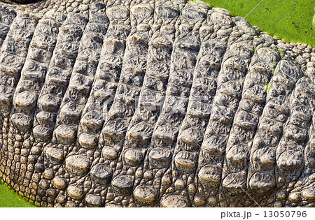 Crocodile skin closeup Crocodile skin closeup 13050796