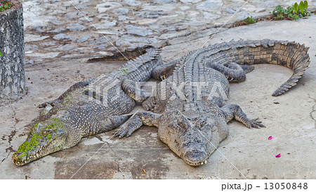 two crocodile sleeping 13050848