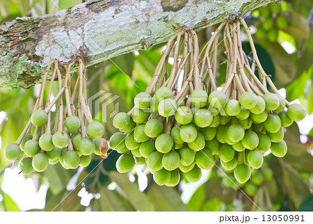 Small durian fruit bunch on tree. 13050991