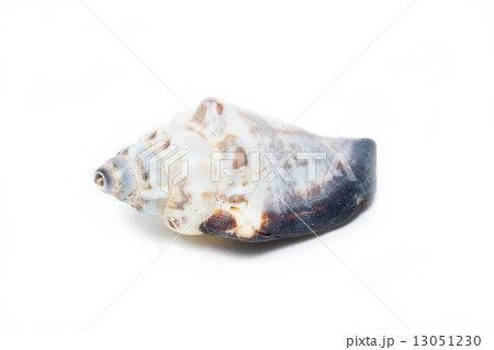 Sea shell isolated on white. 13051230