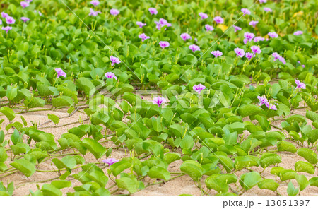 Goat's Foot Creeper or Beach Morning Glory (Scientific Name : Ipomoea Pes-caprae) Goat's Foot Creeper or Beach Morning Glory (Scientific Name : Ipomoea Pes-caprae) 13051397
