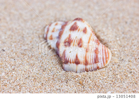 Sea shell on sand. 13051408
