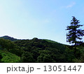 山と杉（横）２ 13051447