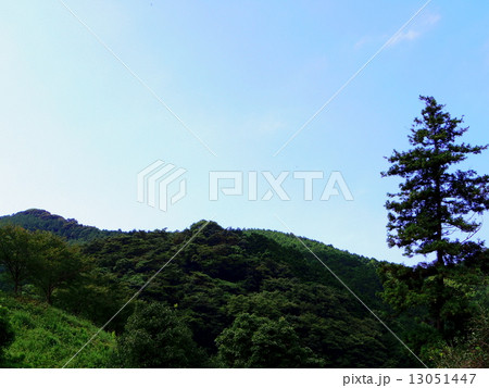 山と杉(横)2 山と杉(横)2 13051447