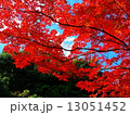 紅葉 13051452