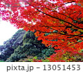 紅葉と山 13051453