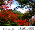 紅葉と遠景の山 13051455