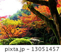 紅葉の庭２ 13051457