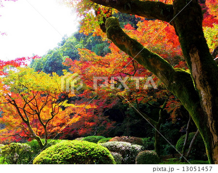 紅葉の庭2 紅葉の庭2 13051457