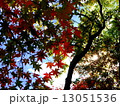 紅葉（逆光） 13051536