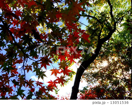 紅葉(逆光) 紅葉(逆光) 13051536