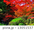 紅葉２ 13051537