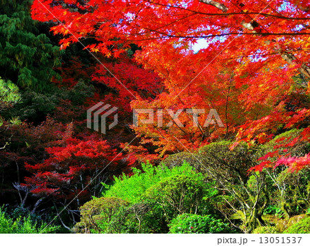 紅葉２ 13051537