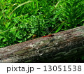 赤とんぼ 13051538