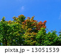 青空と紅葉 13051539