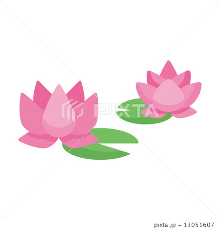 蓮 蓮の花 春節 花 蓮 蓮の花 春節 花 13051607