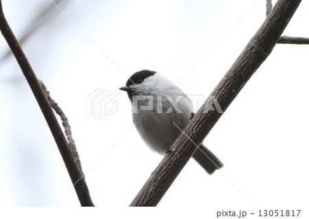 コガラ コガラ 13051817