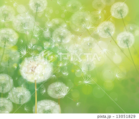 Vector spring background with white dandelions. 13051829