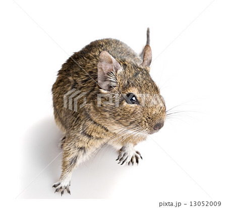small cute rodent small cute rodent 13052009