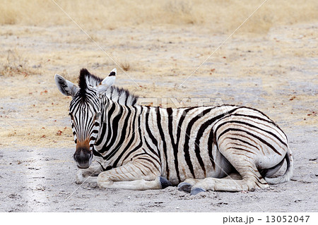 Young zebra in african bush 13052047
