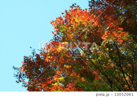 皇居 東御苑の紅葉 皇居 東御苑の紅葉 13052061