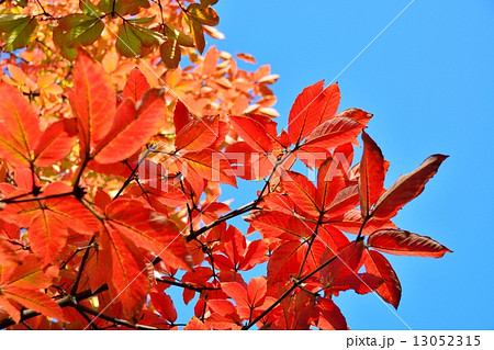 メグスリの木の紅葉 13052315