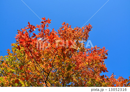 メグスリの木の紅葉 13052316