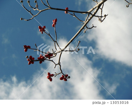赤い実 13053016