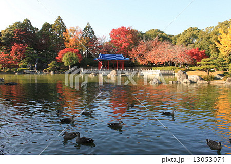 堺市大仙公園内日本庭園の紅葉風景の写真素材