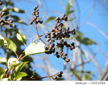 鈴なりの実はネズミモチに良く似たトウネズミモチの塾した実 13053089