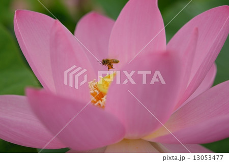 中尊寺ハスと蜂 13053477