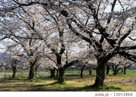嵐山公園の桜 13053868
