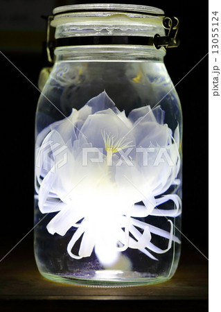 ゲッカビジン 13055124