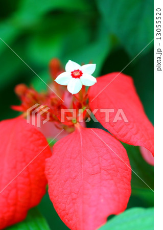 緋衣崑崙花（ヒゴロモコンロンカ） 13055520