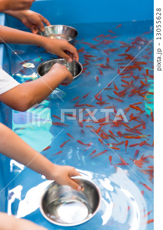 金魚すくい 13055628