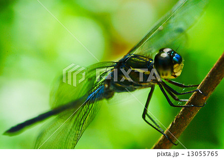 dragonfly in garden or green nature 13055765