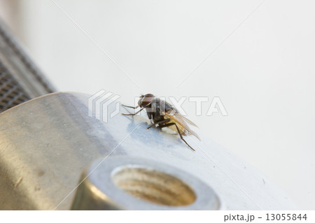 housefly with copyspace 13055844
