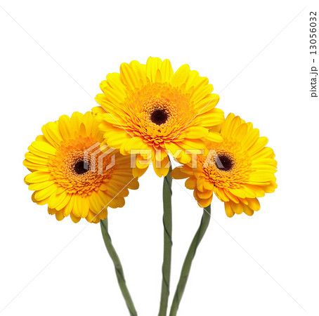 yellow gerbera flowers isolated on white background close-up 13056032