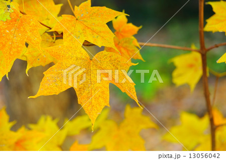 絶滅危惧植物　アマミカジカエデ　絶滅危惧ⅠA類(CR) 13056042