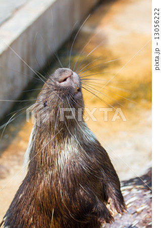 Porcupine standing on hind legs Porcupine standing on hind legs 13056222