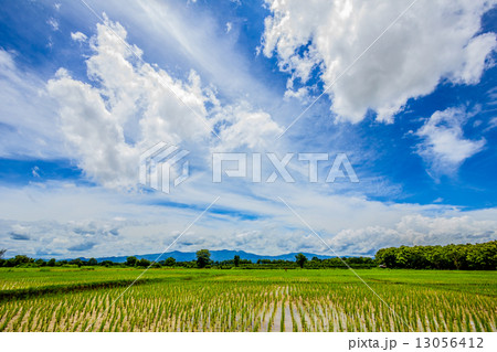 blue sky and cloud with rice field below, thailand blue sky and cloud with rice field below, thailand 13056412
