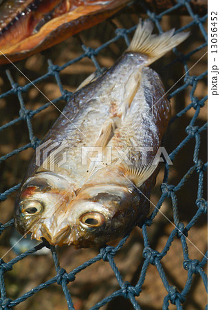 Fish in a fishing nets 13056452