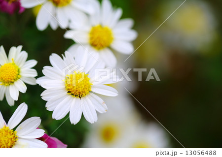 絶滅危惧植物　ワカサハマギク　準絶滅危惧(NT) 13056488