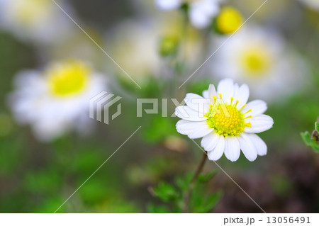 絶滅危惧植物　ワカサハマギク　準絶滅危惧(NT) 13056491