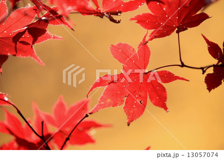 香嵐渓の紅葉 香嵐渓の紅葉 13057074
