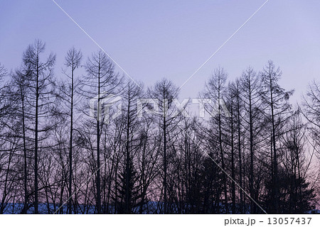 冬の薄暮 13057437